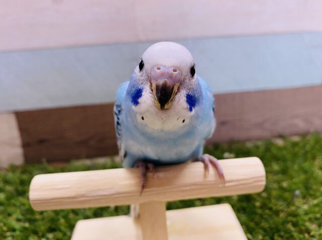 最新画像有り☆ブルーが濃くて綺麗なヒナさんです！セキセイインコのオパーリン！