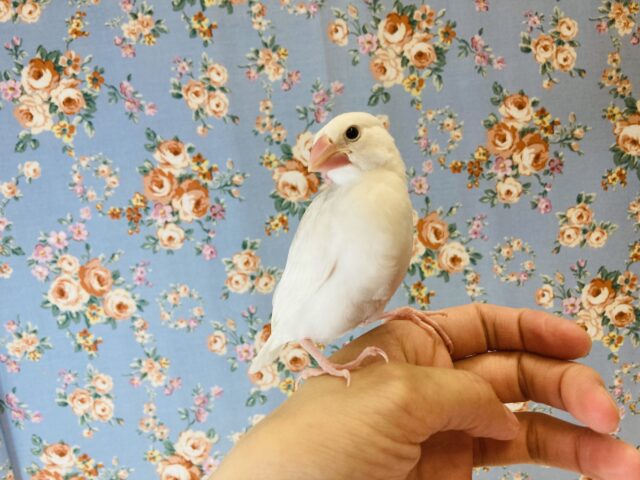 最新画像🌟将来はカワイイいちご大福になるよ❤︎手乗り白文鳥の雛ちゃん🪶✨