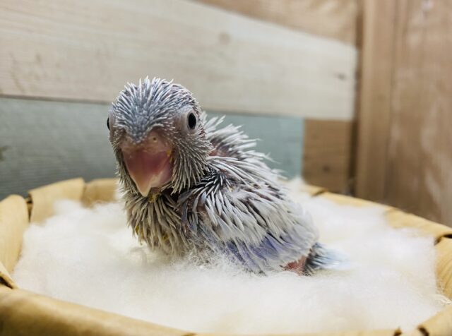 このサイズ感が可愛いですよね♪マメルリハインコアメリカンホワイト男の子☆