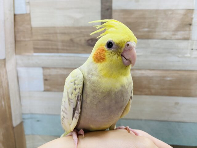 華やかな模様ですね〜オカメインコシナモンパールパイド☆