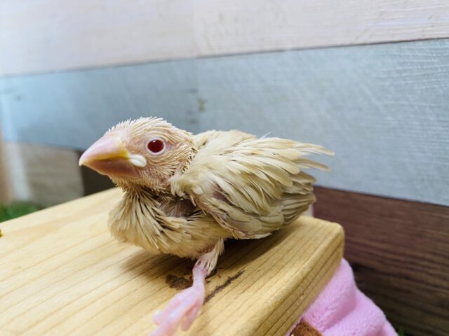 ふわっと優しいカラーが人気です♪シナモン文鳥ヒナ！