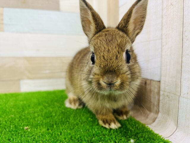 最新画像☆まんまる♡ネザーランドドワーフラビット（チェスナット）