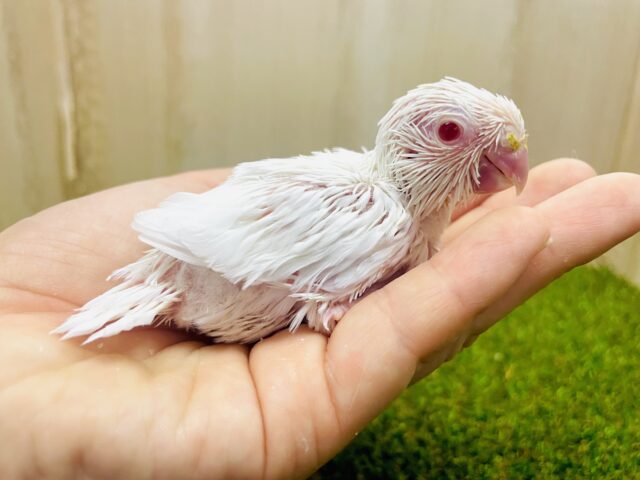 ニッコリさせる😁作戦いっぱい！　マメルリハ　アルビノ