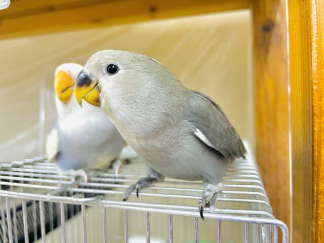 1人餌‼️最新画像になりますよ‼️大人っぽくなっちゃうもんね〜🫶　コザクラインコ　モーブ