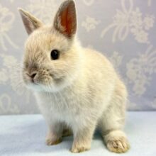 ふわっ🤍ネザーランドドワーフ(フロスティ)  2023年4月生まれ