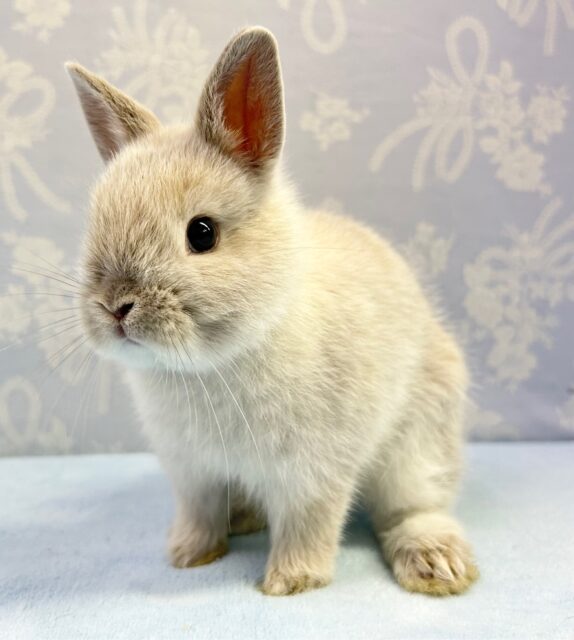 ふわっ🤍ネザーランドドワーフ(フロスティ)  2023年4月生まれ