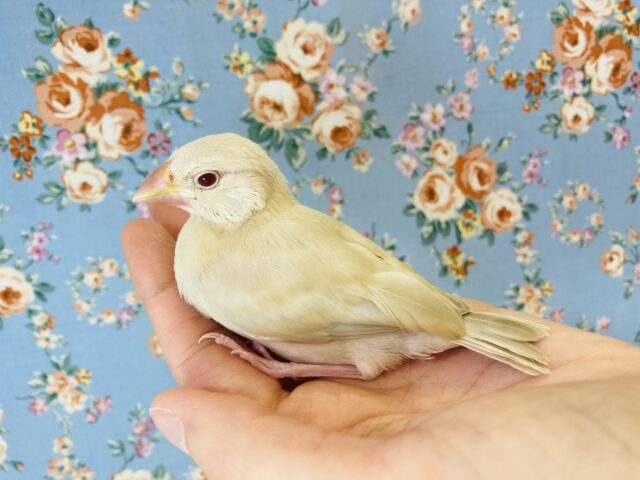 嗚呼..いとうつくし..✨手乗りシナモン文ちゃんです❤︎