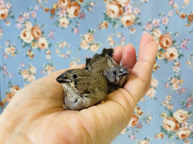 上尾店生まれの✨錦華鳥さん(ノーマル)のヒナちゃんです❤︎