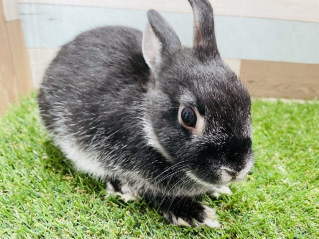 最新画像有り♪丸っこいシルエットが可愛すぎる！！ネザーランドドワーフブラックマーチン☆