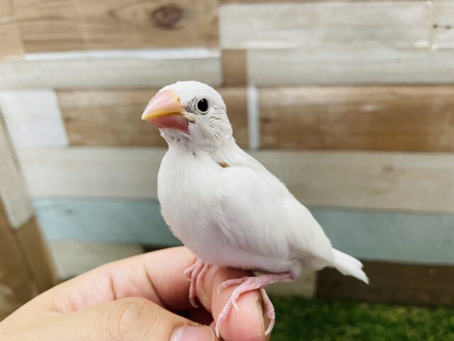 最新画像あります☆やっぱり人気なんです！！美しさのある白文鳥♪