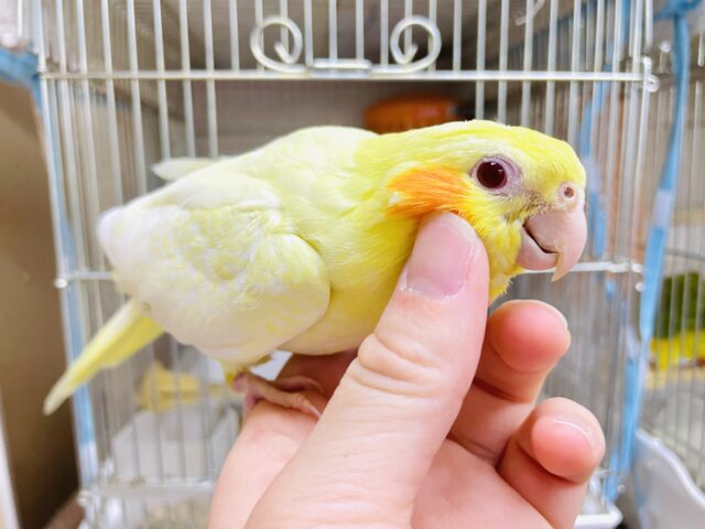 １人餌！！最新画像になりますよ⭐️黄色のちっちゃな恐竜さん！！オカメインコ　ルチノー