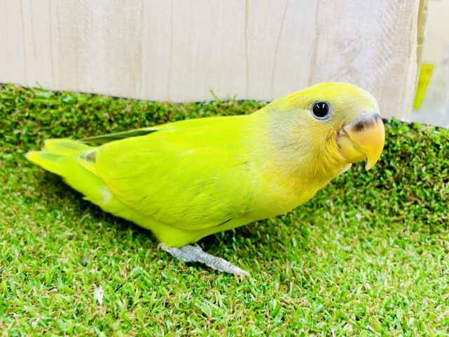 最新画像になりますよ⭐️あいあむプリティーキャンディーコザたん！　コザクラインコ　オレンジフェイスオパーリン