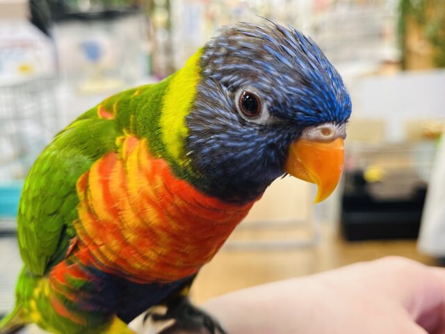 【最新画像更新🪄ベタ慣れ♡おしゃべりします！】遊ぶ気しかありません～　楽し気な☆　ゴシキセイガイインコ～～