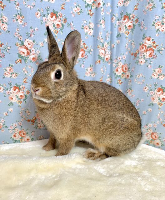 ネザーランドドワーフラビット  チェスナット🍁🌲  女の子