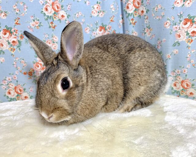 ネザーランドドワーフラビット チェスナット 女の子  🧸🌳*.+ﾟ