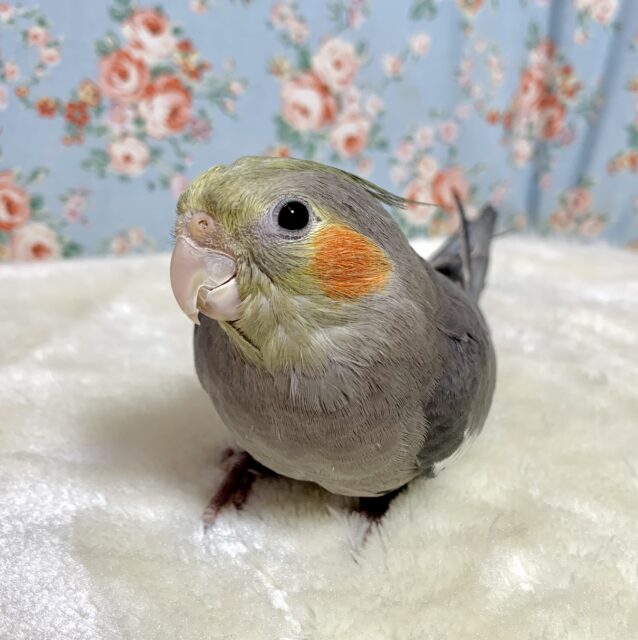 オカメインコ　ノーマル　🩶🐥.*˚