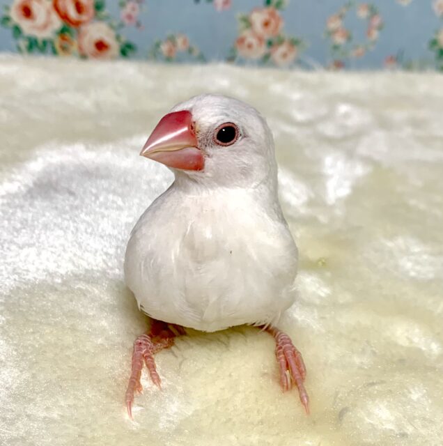 白文鳥🤍✨*ヒナ餌卒業済み