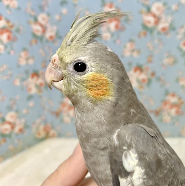 オカメインコ ノーマル 🍋‎🩶*°