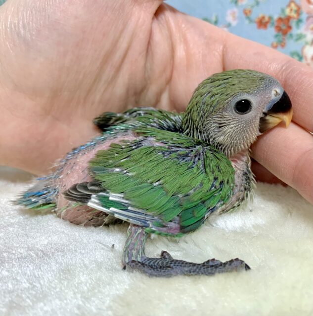 コザクラインコ ノーマル 🌳🌿‬️🩵