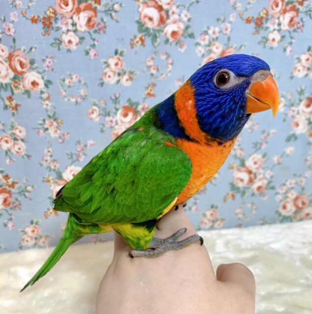 ゴシキセイガイインコ  🌈🌸｡＋