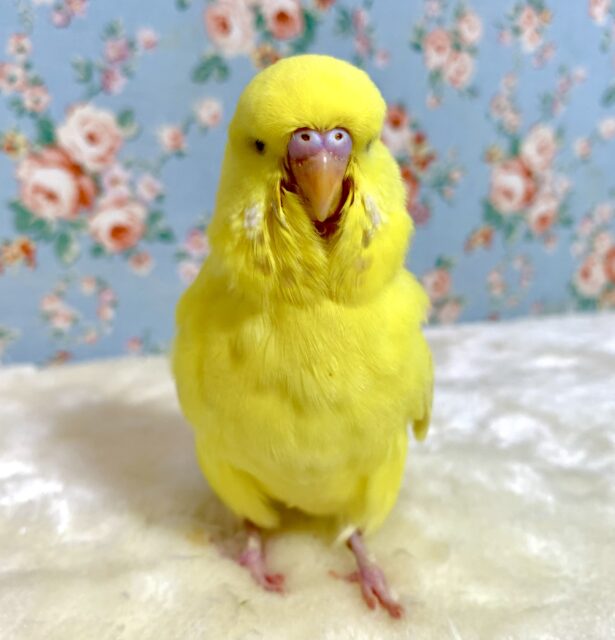 ジャンボセキセイインコ レースウイング 🐥🧸｡・:＋°｡
