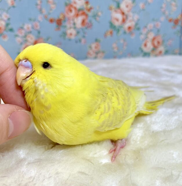 ジャンボセキセイインコ  レースウイング  🍋🫖 .*