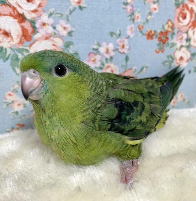 サザナミインコ　ノーマルグリーン　男の子　🌿❇︎✨