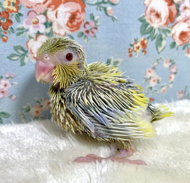 マメルリハ　アメリカンイエローファロー　男の子 💛✨