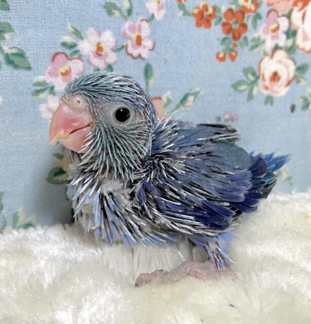 マメルリハ　コバルトバイオレット　男の子　💙🫧･:*+