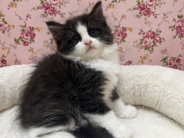 ハチワレ美人❣️mix猫(サイベリアン×チンチラ)の女のコ✨️