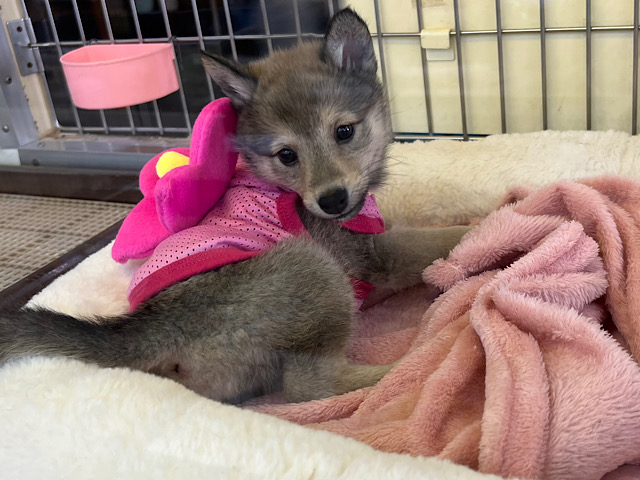 目を引く❤MIX犬(ポメラニアン×豆柴)の女の子やってきましたー❤