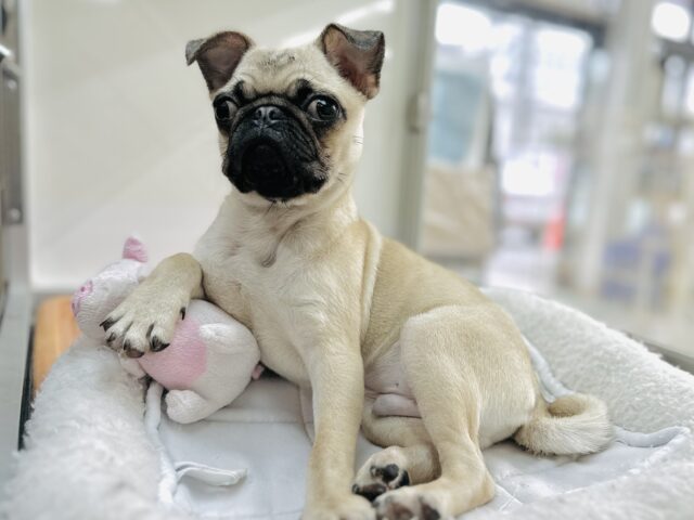 ぐうかわ♡パグくん2022年11月23日生まれ　男の子