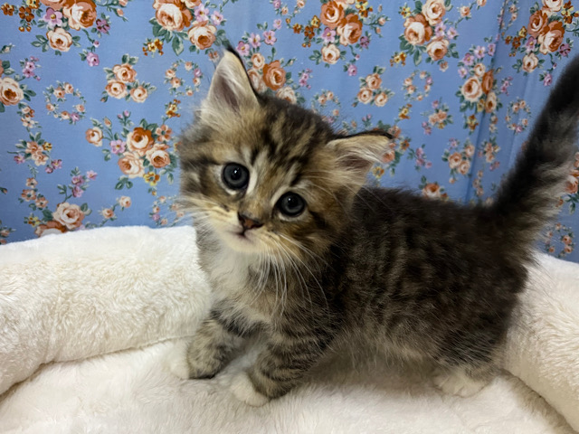 猫らじゃし大好き❣️mix猫(サイベリアン×チンチラ)男のコ✨️