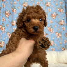 お目目クリクリ🩷トイプードルの男のコきてくれました🌟