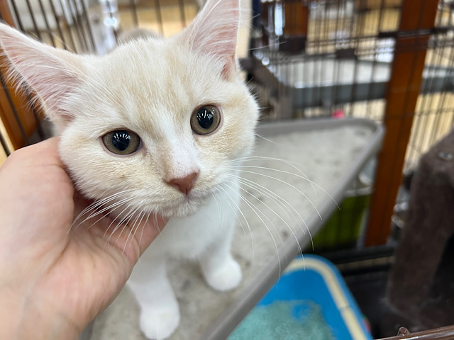 ふみふみ止まらない❤スコティッシュフォールドの男の子入荷しました❤