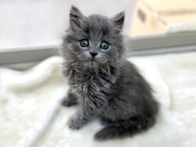 やんちゃくん💙🩶スコティッシュ・フォールドロングヘアー（ブルー）2023年4月1日生　男の子　