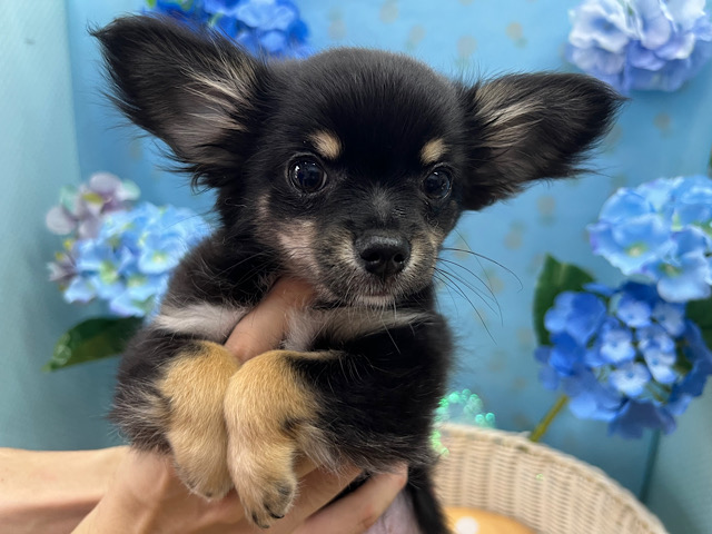むちむちチワワ❤の男の子入荷しました❤