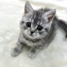 マイペース女子🩵🤍スコティッシュ・フォールドショートヘアー2023年4月1日生まれ　女の子