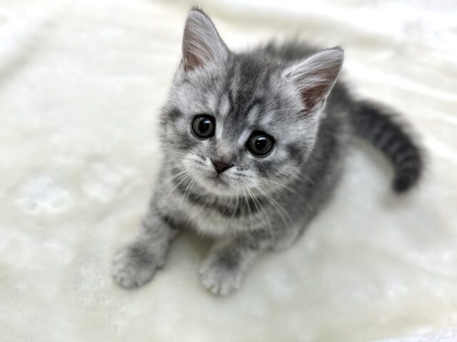 マイペース女子🩵🤍スコティッシュ・フォールドショートヘアー2023年4月1日生まれ　女の子