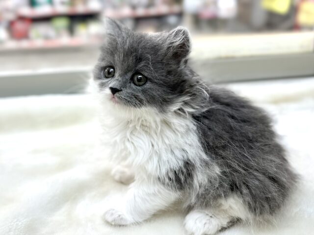 遊ぶの大好き💙🤍スコティッシュ・フォールドロングヘアー（ブルー&ホワイト）2023年4月1日生まれ　女の子