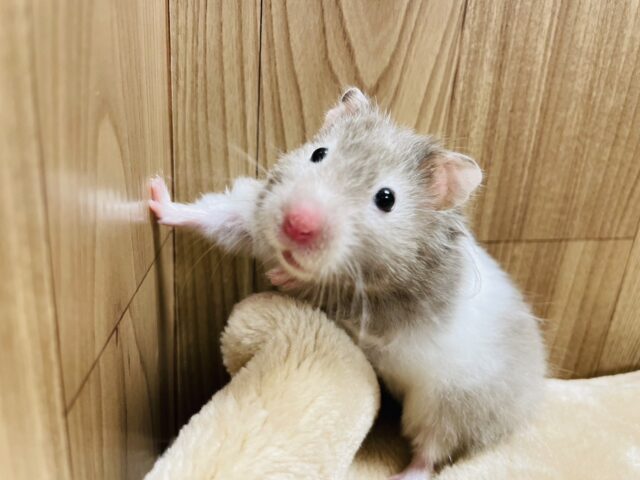 食べて寝て成長するぞ！セーブルハムスター(女の子)