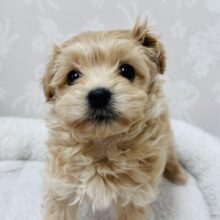 天使が舞い降りて来ました👼ミックス犬のヨープーちゃん！