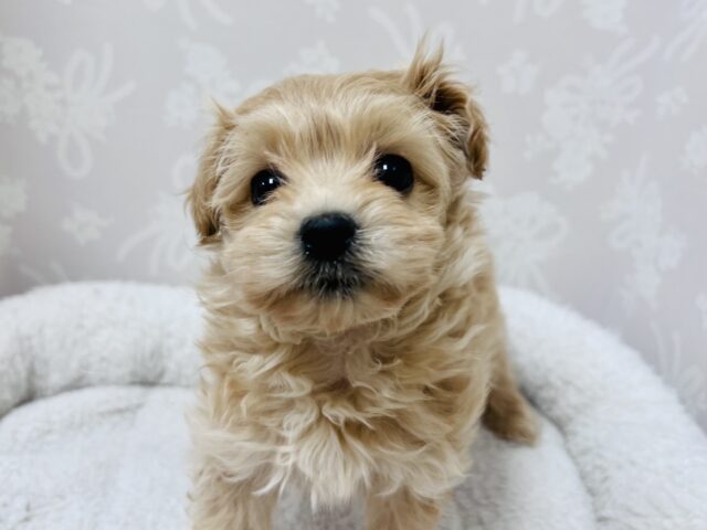 天使が舞い降りて来ました👼ミックス犬のヨープーちゃん！