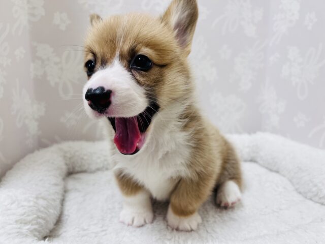 アイドル顔負け！？可愛すぎるコーギーちゃん！