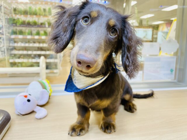 超ホヤホヤ最新画像✨️俺だけを愛でて？なイケメンボーイ✨ミニチュアダックスフンドくん！