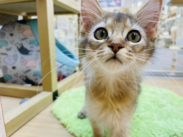 この時間は天国タイム？ソマリくん！