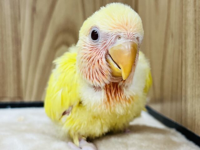 黄色のわた毛♡ピンクグレープフルーツみたいなコザクラインコ(ルチノー) ヒナ