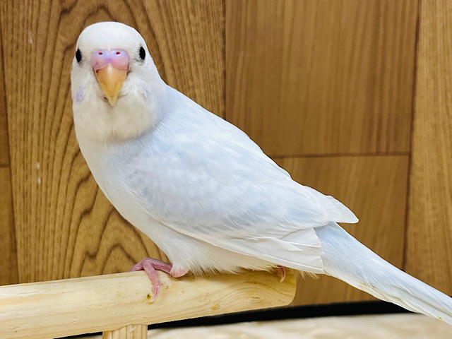 【最新画像更新🪄一人餌☆カゴデビュー】どこから見ても美！美！美！♡おっとり系？のセキセイインコ(ライラック) ヒナ