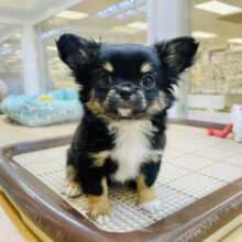 ムチムチアイドル！？チワワちゃん！