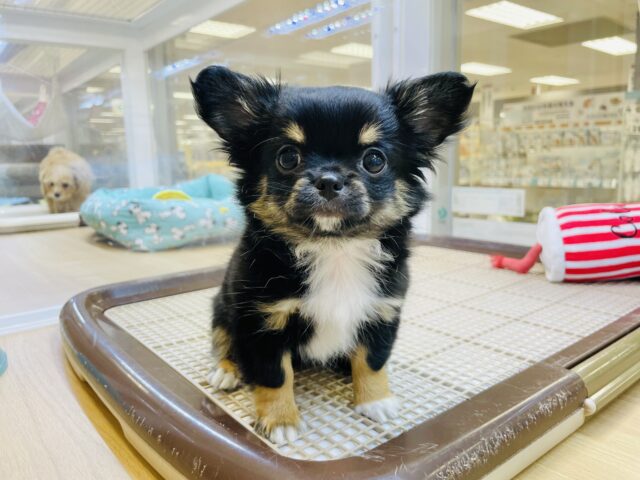 ムチムチアイドル！？チワワちゃん！